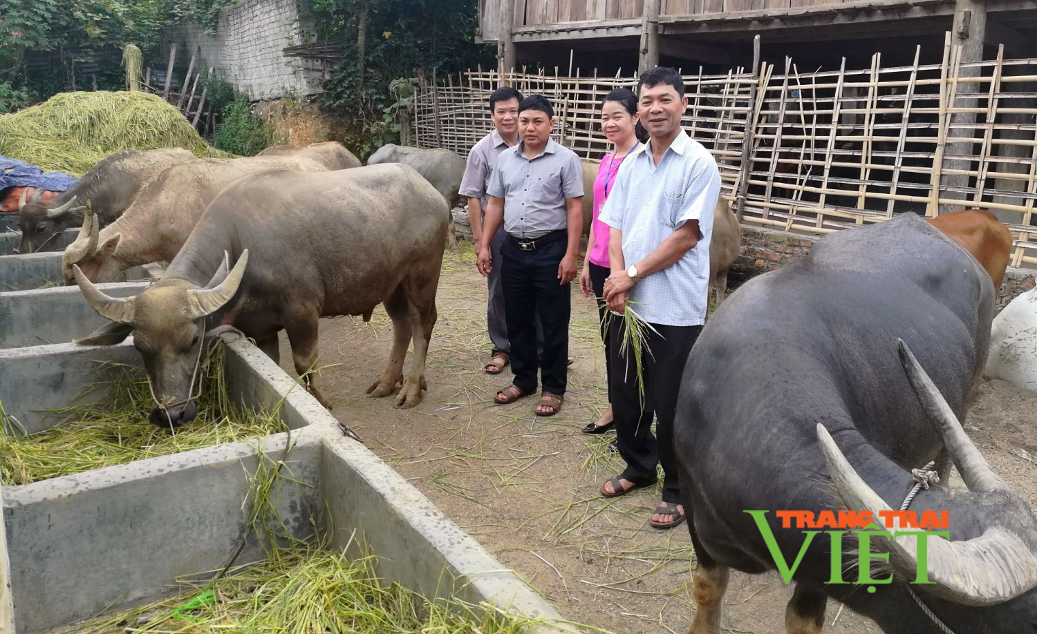 Phong trào thi đua sản xuất kinh doanh giỏi ở Mường Cang - Ảnh 1. Phong trào thi đua sản xuất kinh doanh giỏi ở Mường Cang - Ảnh 1.