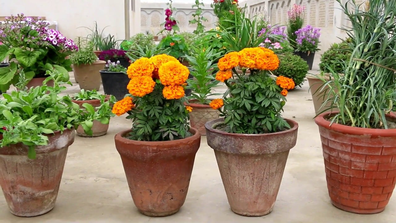 Chẳng làm gì phức tạp, cứ trồng 5 loại cây cảnh có hoa cực đẹp này trong nhà, muỗi ngửi thấy tự động bay đi - Ảnh 8.
