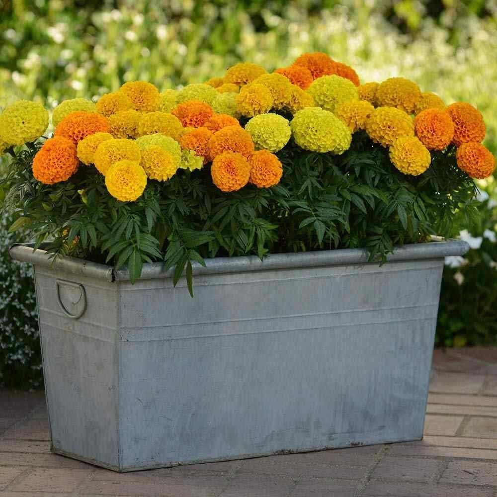 Chẳng làm gì phức tạp, cứ trồng 5 loại cây cảnh có hoa cực đẹp này trong nhà, muỗi ngửi thấy tự động bay đi - Ảnh 9.