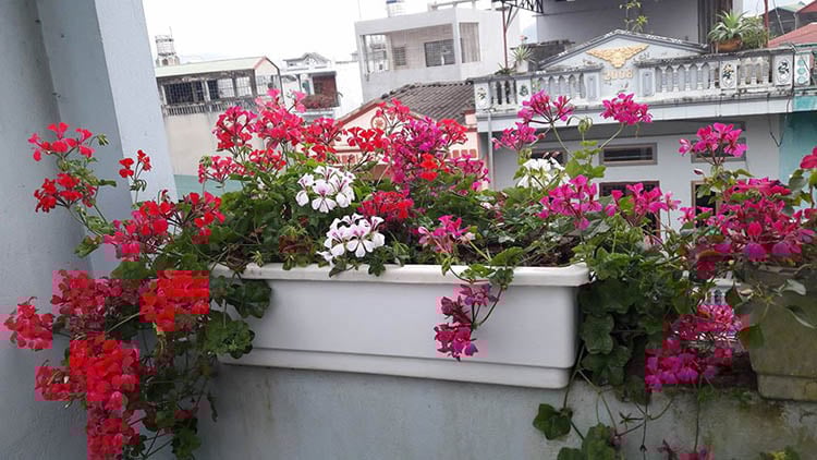 Chẳng làm gì phức tạp, cứ trồng 5 loại cây cảnh có hoa cực đẹp này trong nhà, muỗi ngửi thấy tự động bay đi - Ảnh 4.