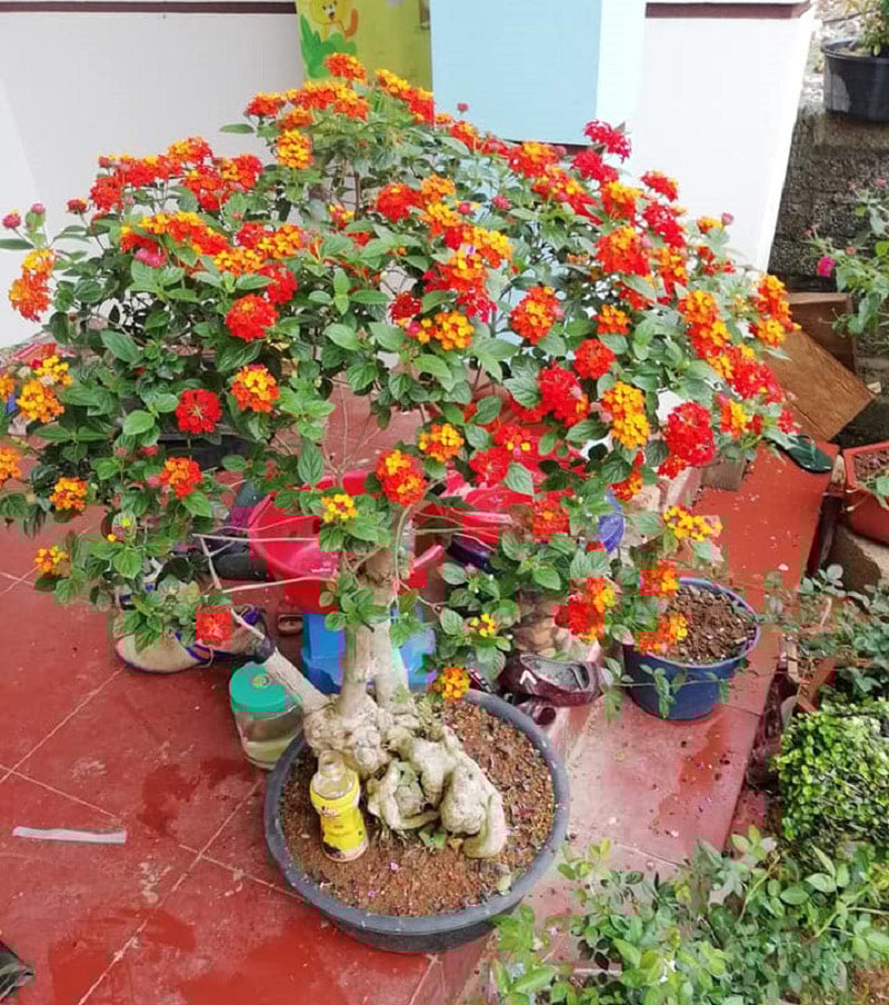 Chẳng làm gì phức tạp, cứ trồng 5 loại cây cảnh có hoa cực đẹp này trong nhà, muỗi ngửi thấy tự động bay đi - Ảnh 11.