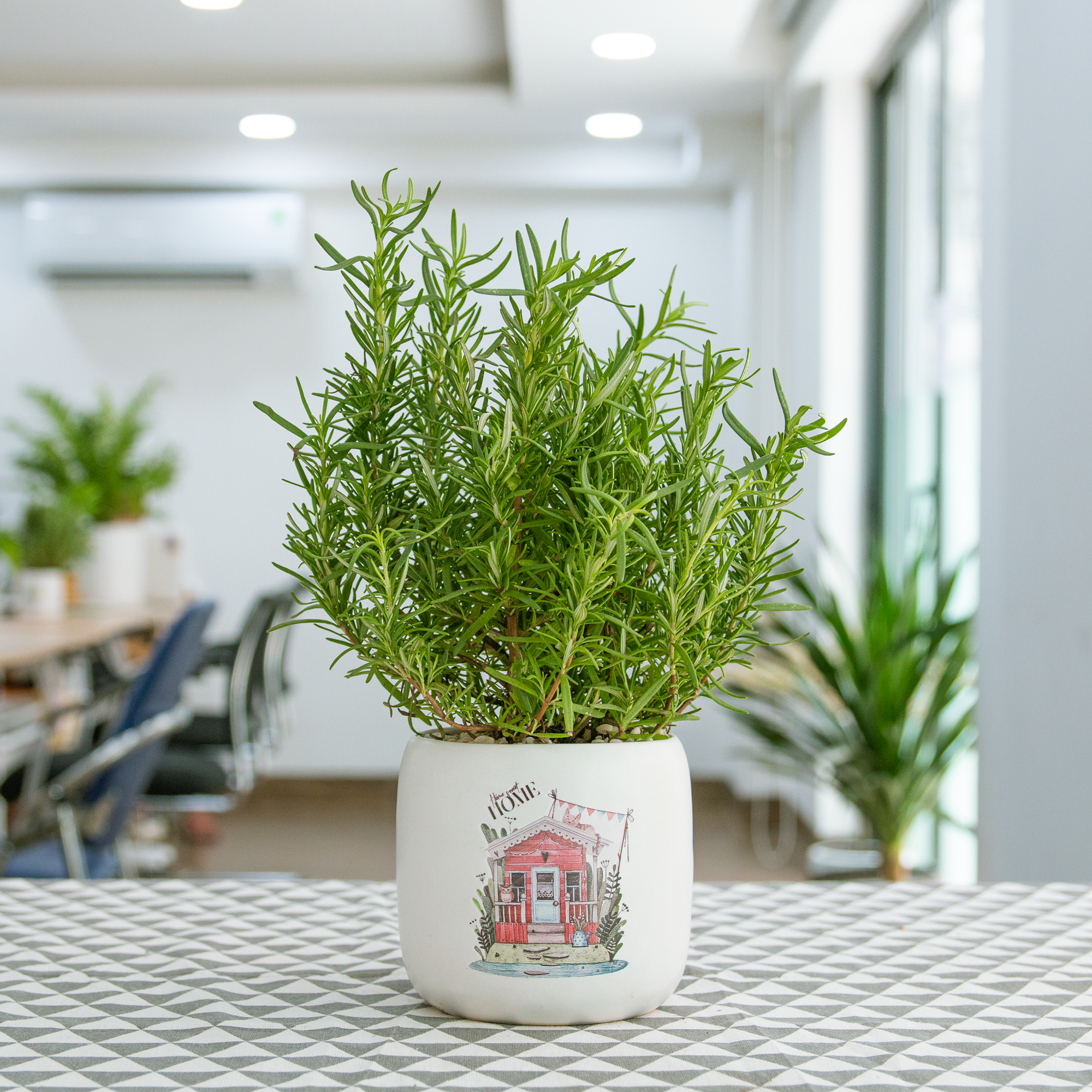 Chẳng làm gì phức tạp, cứ trồng 5 loại cây cảnh có hoa cực đẹp này trong nhà, muỗi ngửi thấy tự động bay đi - Ảnh 6.