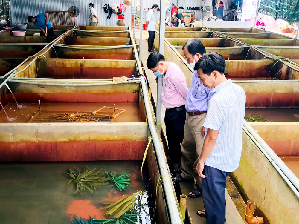 Nhà nào nuôi con đặc sản này ở An Giang lại tấp nập người đến xem, nhìn là thấy ham - Ảnh 1.