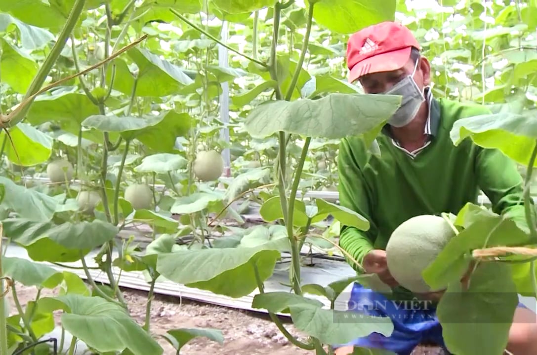 Mát tay mở trang trại khủng trồng “dưa vua” giữa “rốn phèn”, ông nông dân làm vụ nào thắng vụ đó - Ảnh 5.