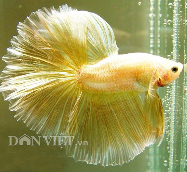 Những loài cá cảnh đã đẹp lại dễ nuôi giúp nhà cửa bội phần sang chảnh, hệ yêu màu sắc chắc sẽ mê tít - Ảnh 6.