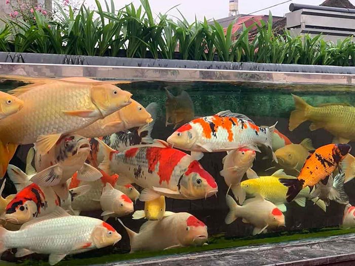 Những loài cá cảnh đã đẹp lại dễ nuôi giúp nhà cửa bội phần sang chảnh, hệ yêu màu sắc chắc sẽ mê tít - Ảnh 2.