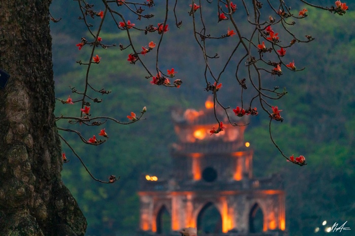 Những nhành hoa gạo bờ hồ  - Ảnh 1.