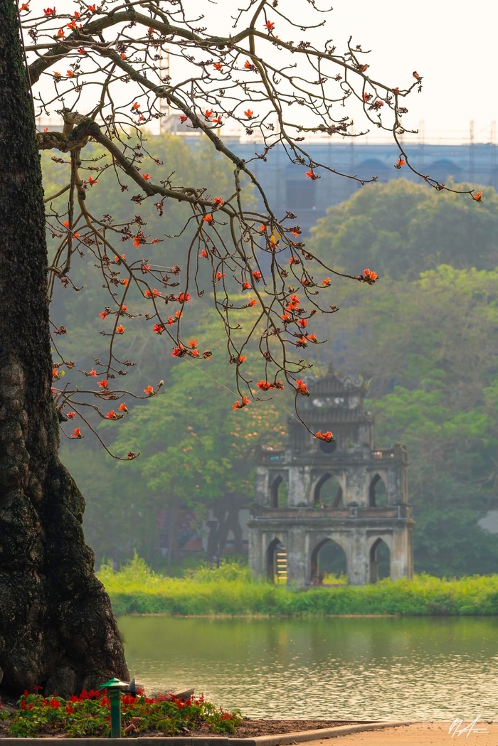 Những nhành hoa gạo bờ hồ  - Ảnh 7.