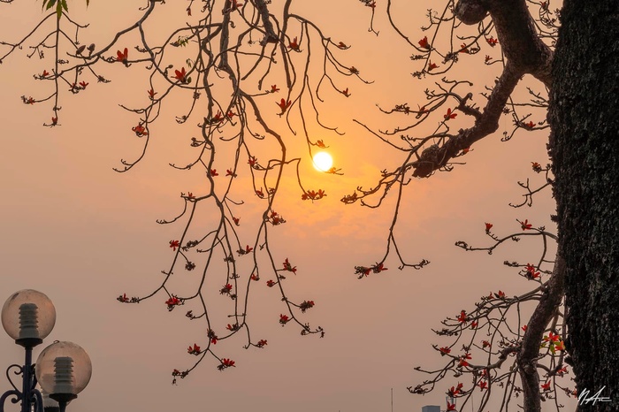 Những nhành hoa gạo bờ hồ  - Ảnh 3.