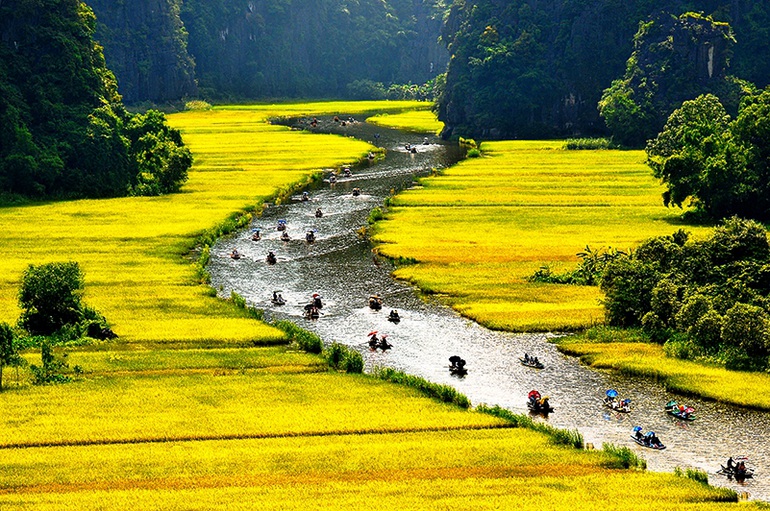 Cánh đồng lúa hình lá cờ hội khổng lồ  - Ảnh 9.