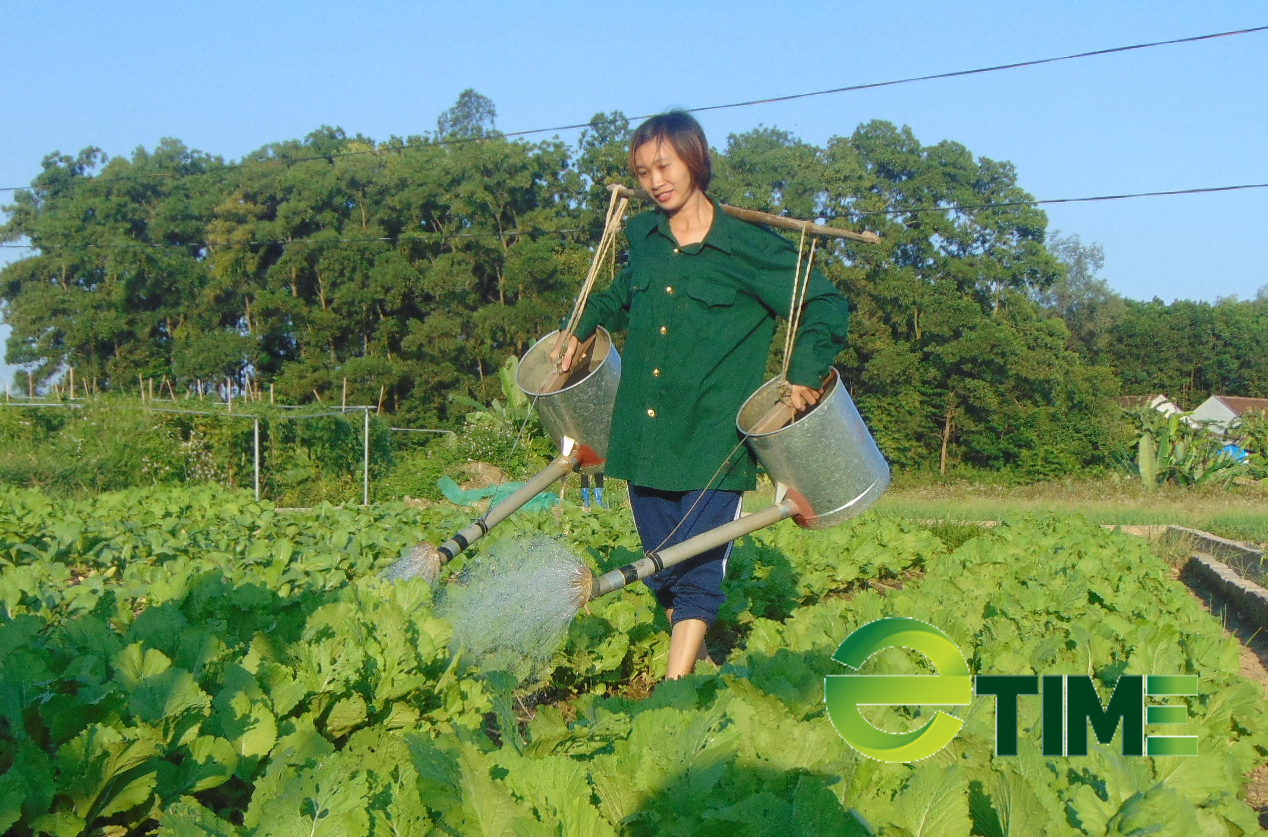 Thái Nguyên: Huyện Phú Bình quy hoạch 50ha trồng rau công nghệ cao - Ảnh 1. Thái Nguyên: Huyện Phú Bình quy hoạch 50ha trồng rau công nghệ cao - Ảnh 1.