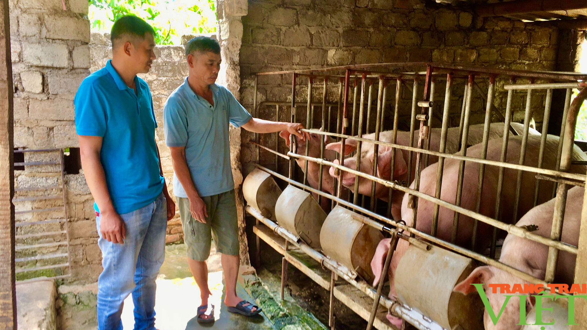 Bí quyết nuôi lợn thu lãi vài trăm triệu của lão nông vùng cao - Ảnh 5.