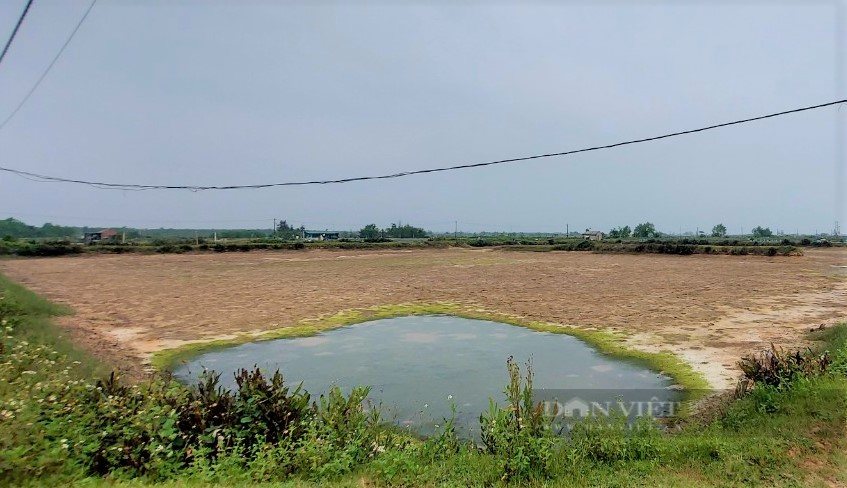 Hà Tĩnh: Cua nuôi chết hàng loạt, nông dân thiệt hại hàng trăm triệu đồng - Ảnh 5.