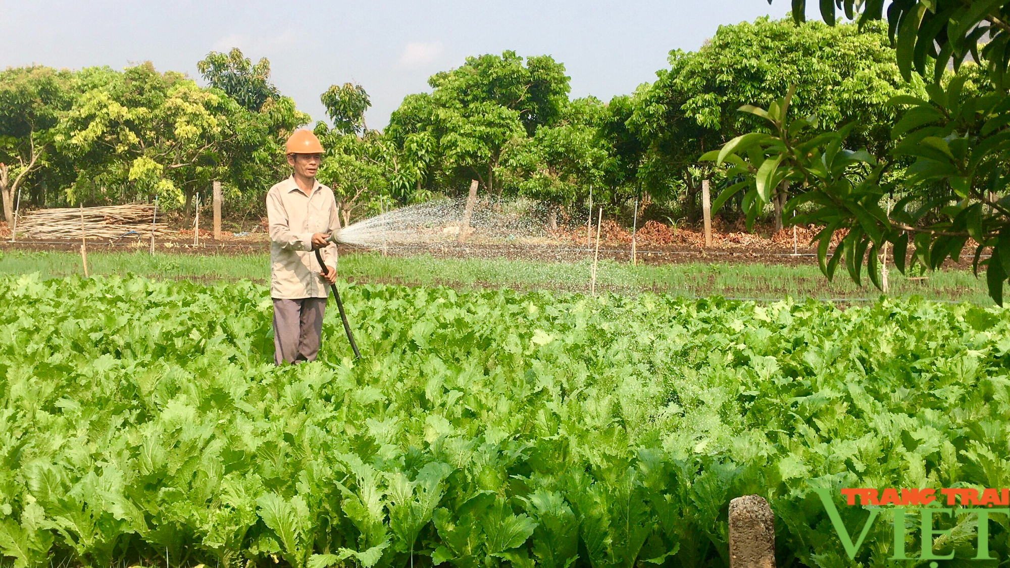 Nông thôn Tây Bắc: Rau màu thành cây kinh tế chủ lực - Ảnh 5.