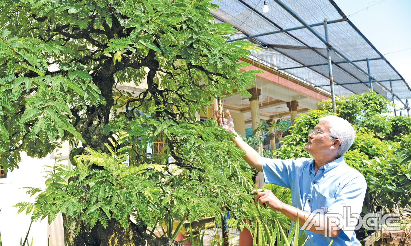 Vùng đất ở Tiền Giang nông dân biến cây ăn trái thành cây cảnh độc lạ giá tiền tỷ - Ảnh 1.