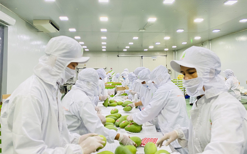 Chặn đà sụt giảm xuất khẩu trái cây - Ảnh 2. Chặn đà sụt giảm xuất khẩu trái cây - Ảnh 2.