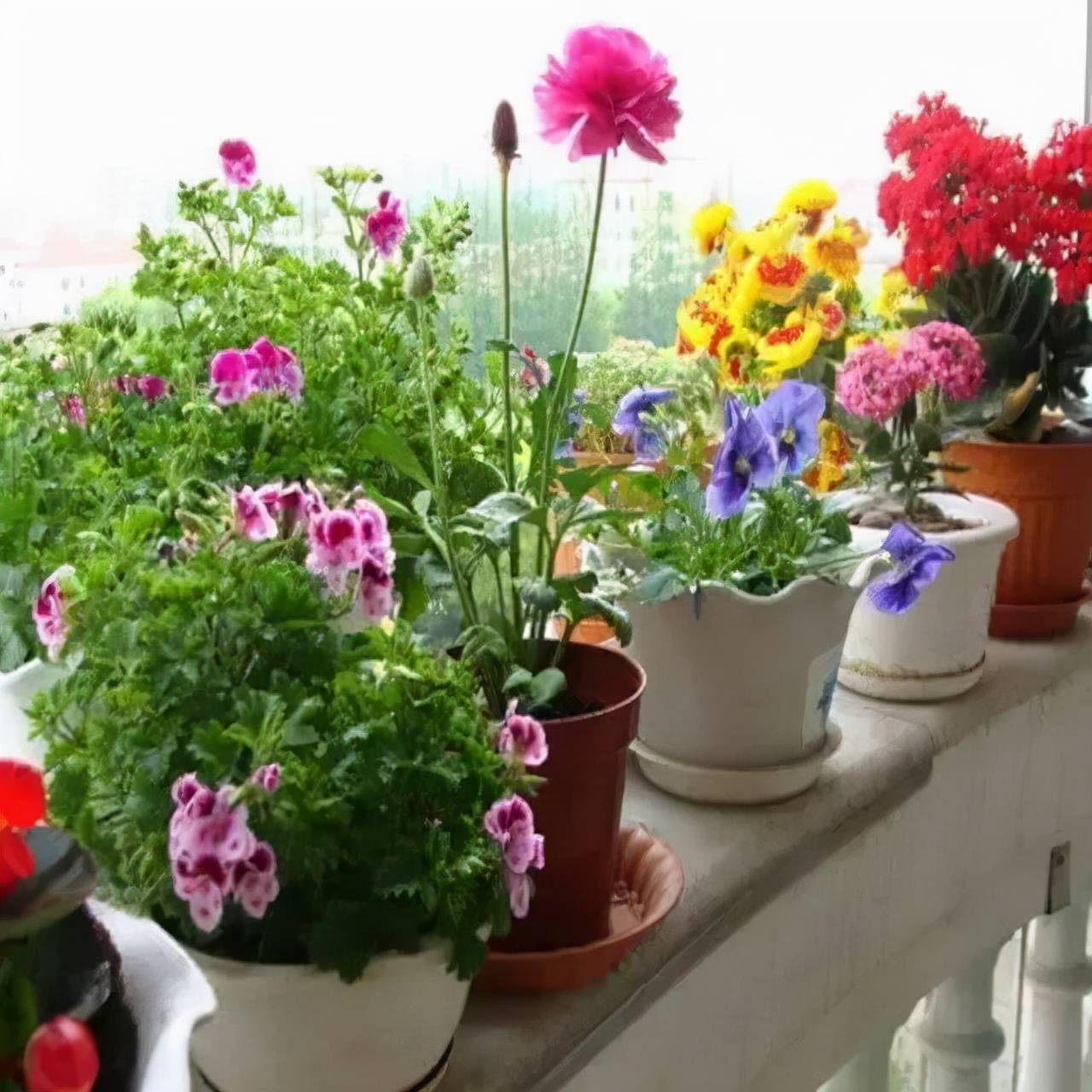 &quot;Thiên đường&quot; tại gia, ban công không chỉ trồng cây cảnh mà có nhiều tác dụng không ngờ - Ảnh 1.