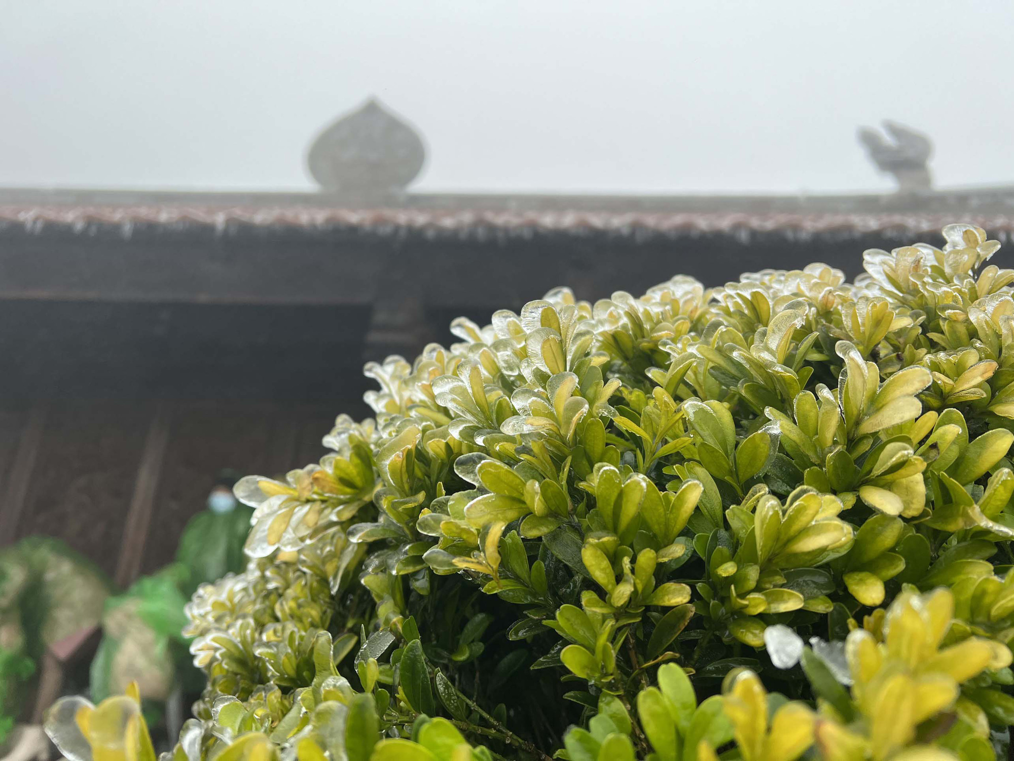Đẹp ngỡ ngàng băng giá phủ trắng hoa Đỗ Quyên trên đỉnh Fansipan - Ảnh 4.