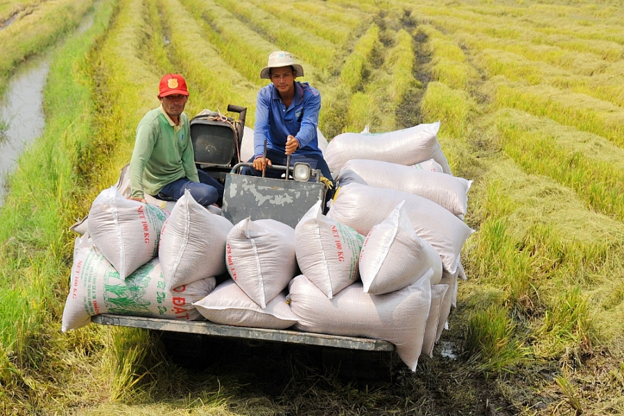 Gạo Thái, gạo Ấn Độ đều tăng, gạo Việt &quot;giậm chân tại chỗ&quot; - Ảnh 1.