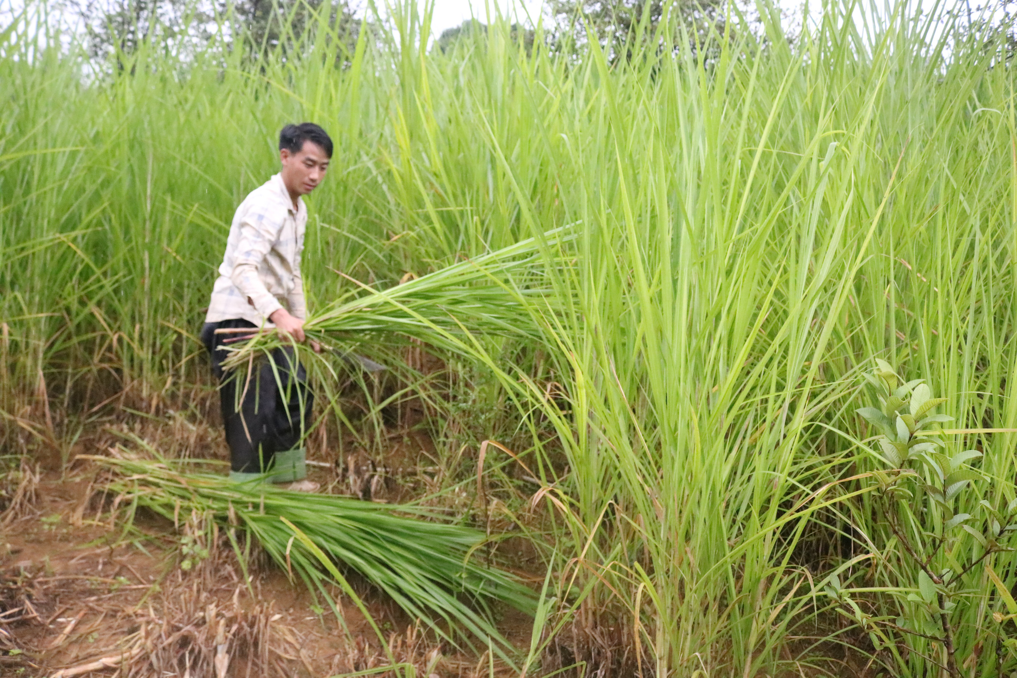 Nông thôn tây Bắc: Phát triển chăn nuôi đàn đại gia súc tập trung - Ảnh 5.