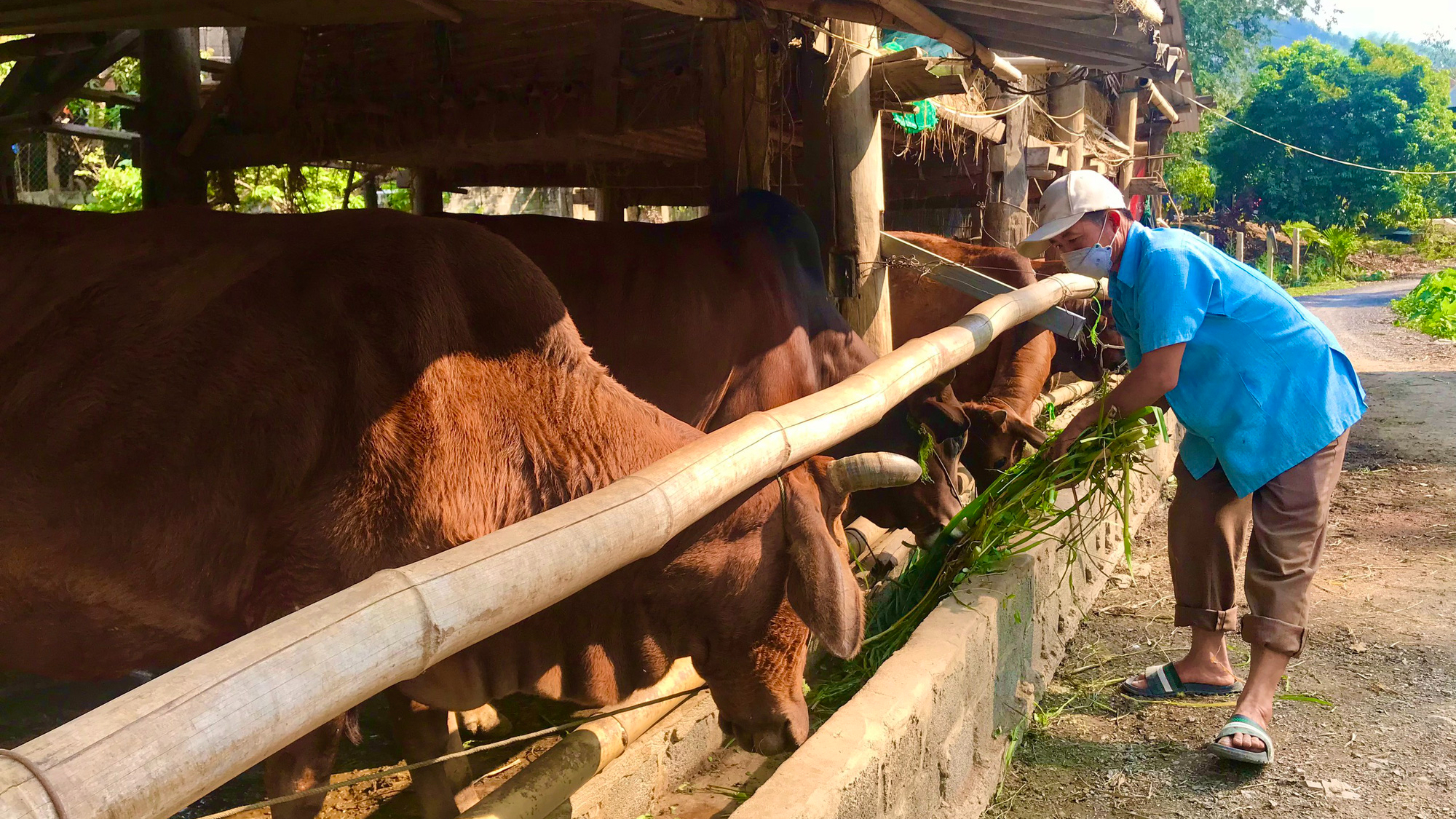 Nông thôn tây Bắc: Phát triển chăn nuôi đàn đại gia súc tập trung - Ảnh 2.