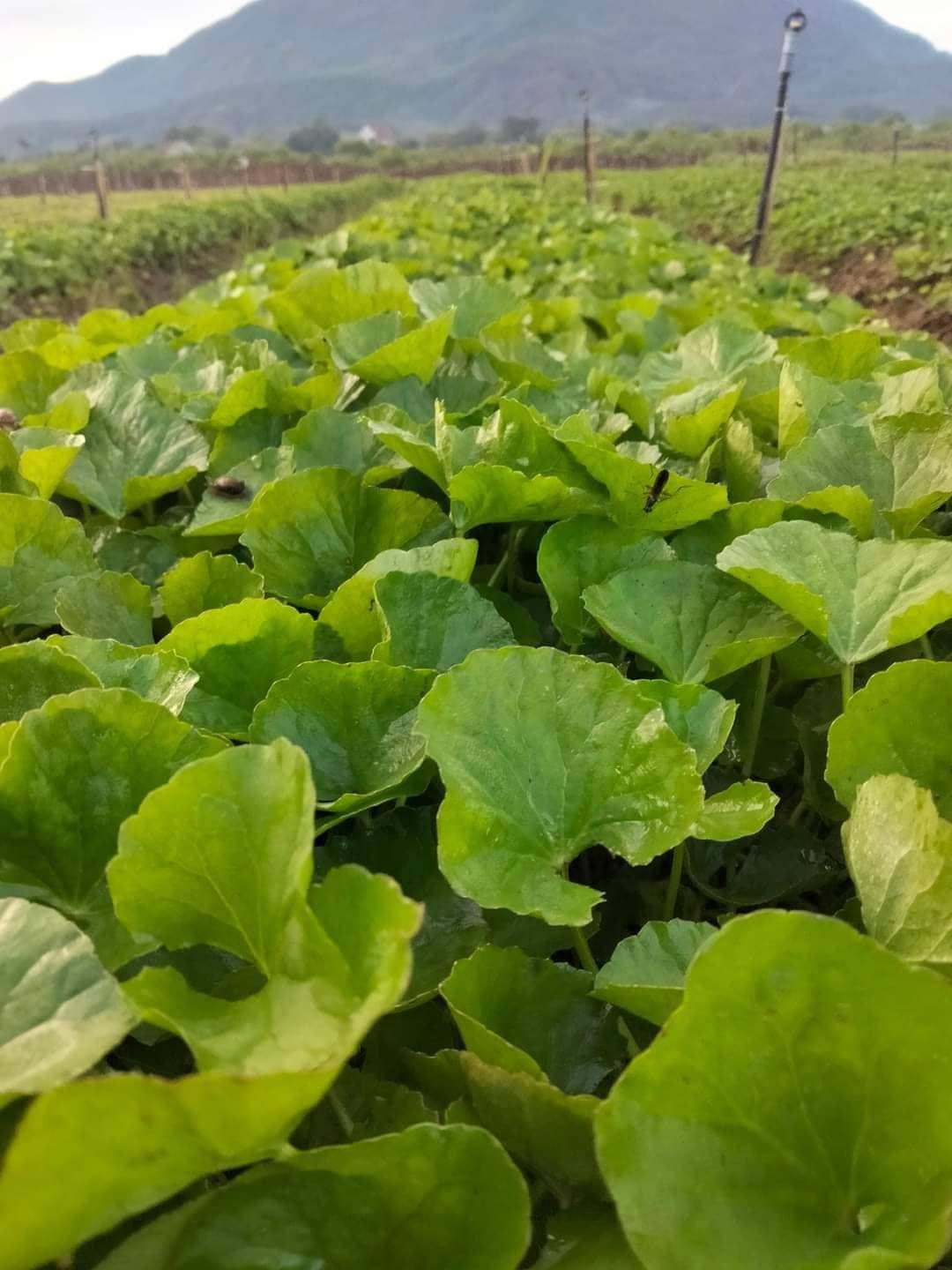Loại rau dại đắt gấp 2 lần rau muống và bổ như &quot;nhân sâm tự nhiên&quot;, không trồng mà cũng tự mọc um tùm - Ảnh 1.