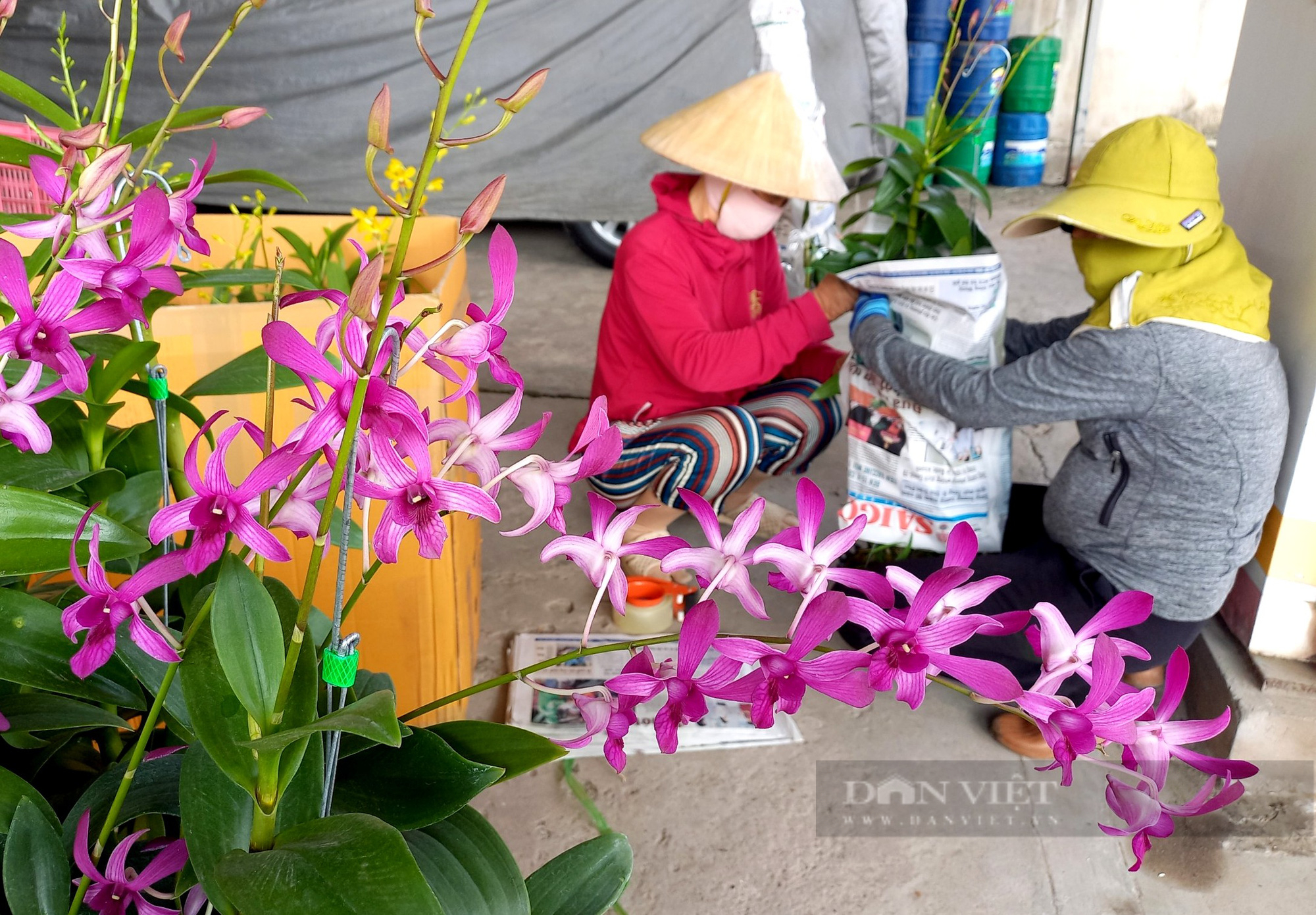 Trai trẻ Sài thành tung tẩy với hoa lan nắng, tính chuyện làm ăn lớn trên vùng đất phèn chua - Ảnh 2.