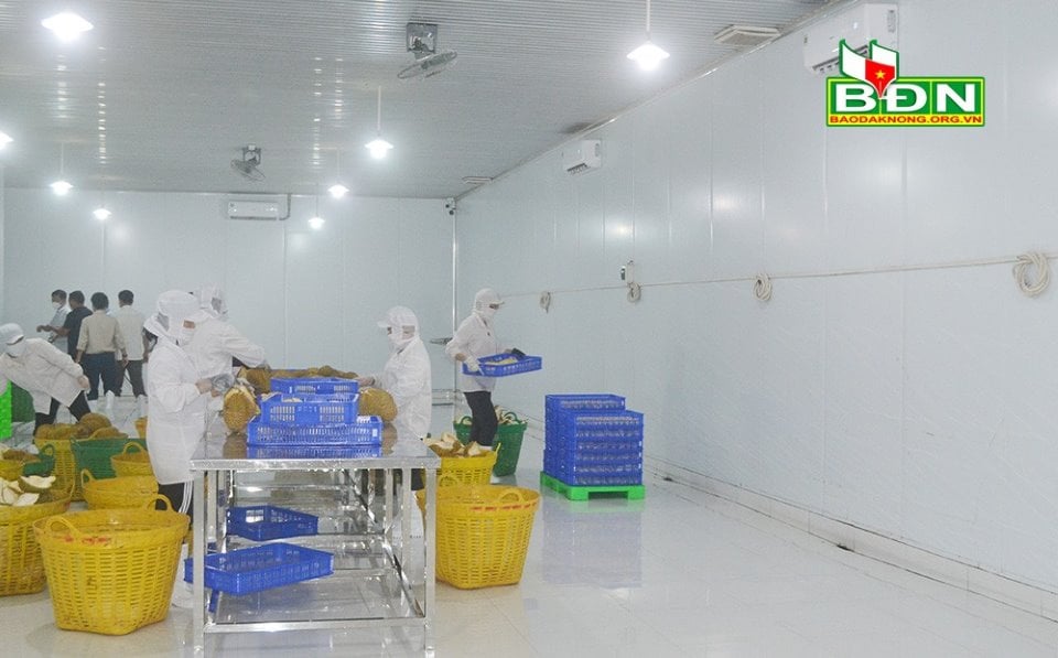 &quot;Nhốt&quot; thứ trái đặc sản xuất khẩu này trong phòng 10m2 kín mít, dù lắp điều hòa, doanh nghiệp vẫn tiếc đứt ruột - Ảnh 1.