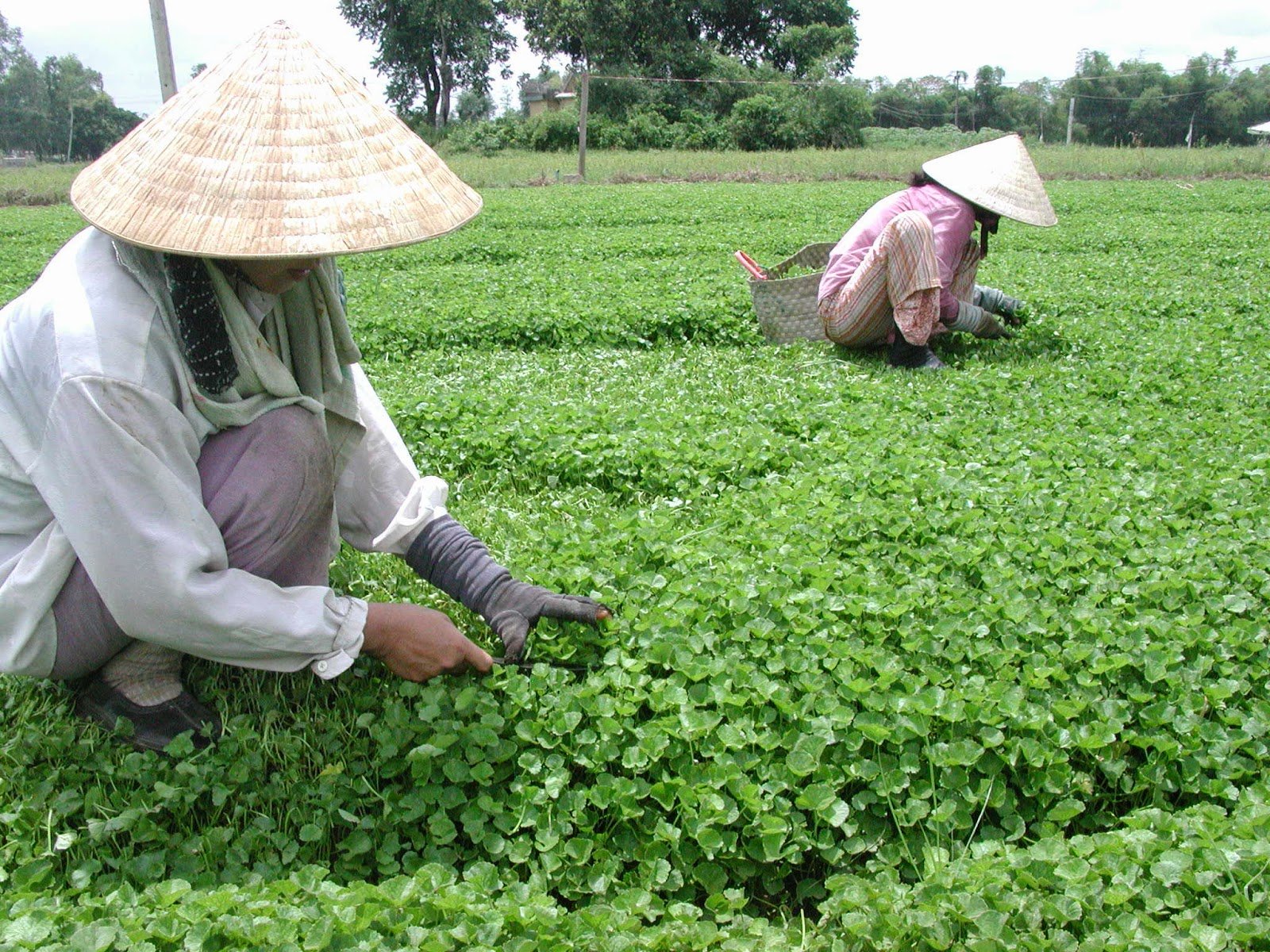 Loại rau dại đắt gấp 2 lần rau muống và bổ như &quot;nhân sâm tự nhiên&quot;, không trồng mà cũng tự mọc um tùm - Ảnh 3.