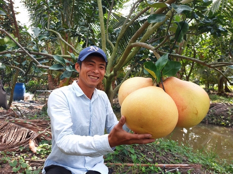 Đang hưởng lương cao, trai trẻ Vĩnh Long bỏ phố về quê &quot;liều&quot; trồng bưởi lạ, trái to đùng, cả làng mê tít - Ảnh 2.