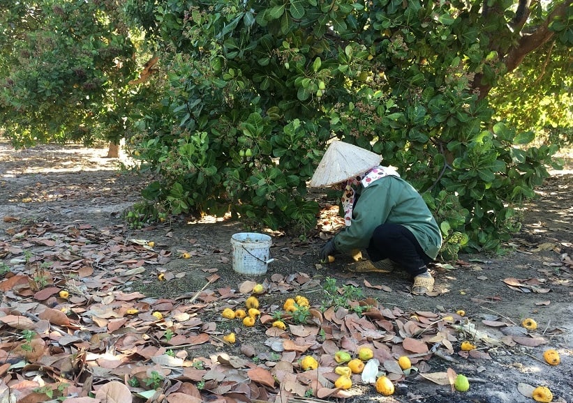 Cây điều mất mùa, nông dân Đắk Lắk nhặt đã đau lưng mỏi gối bán hạt điều giá còn rẻ mạt - Ảnh 1.