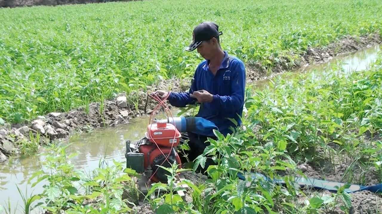 Tại sao trồng loại cây chi phí thấp, lợi nhuận ăn đứt cây lúa, nông dân vựa lúa Đồng Tháp Mười vẫn ngán ngại? - Ảnh 4.