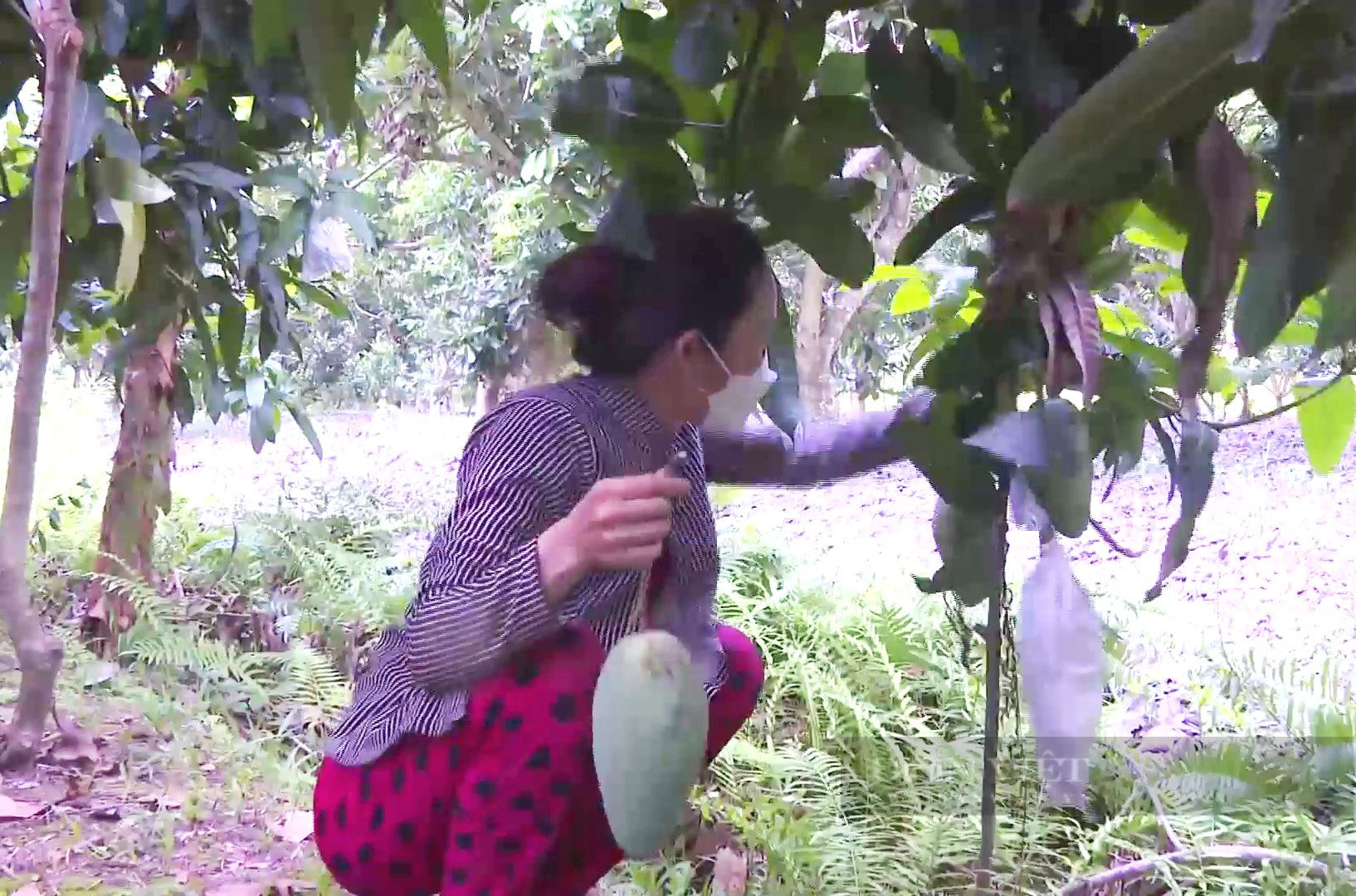 Xoài mất giá kỷ lục, nông dân thua lỗ than không còn vốn tái đầu tư - Ảnh 4.