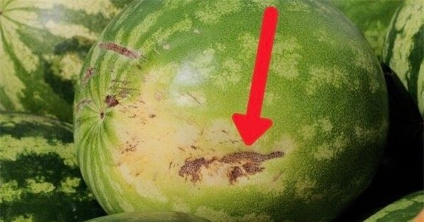 5 mẹo chọn dưa hấu vỏ mỏng, ngọt lịm, nhiều nước - Ảnh 5.