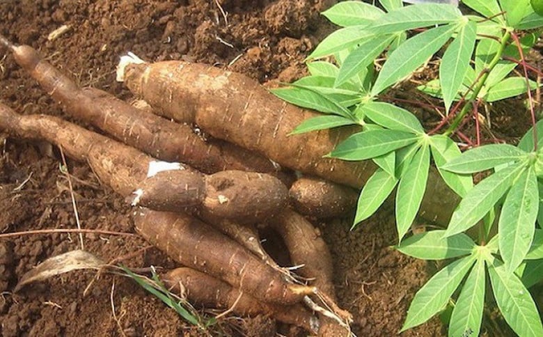 Khó xuất sang Trung Quốc, bị cạnh tranh mạnh tại Hàn Quốc, "cửa nào" cho mặt hàng chủ lực này của Việt Nam? - Ảnh 1. Khó xuất sang Trung Quốc, bị cạnh tranh mạnh tại Hàn Quốc, "cửa nào" cho mặt hàng chủ lực này của Việt Nam? - Ảnh 1.