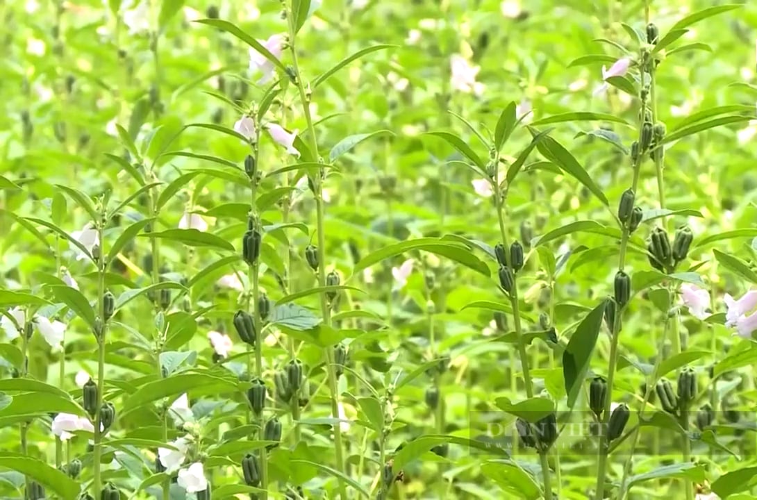 Tại sao trồng loại cây chi phí thấp, lợi nhuận ăn đứt cây lúa, nông dân vựa lúa Đồng Tháp Mười vẫn ngán ngại? - Ảnh 3.