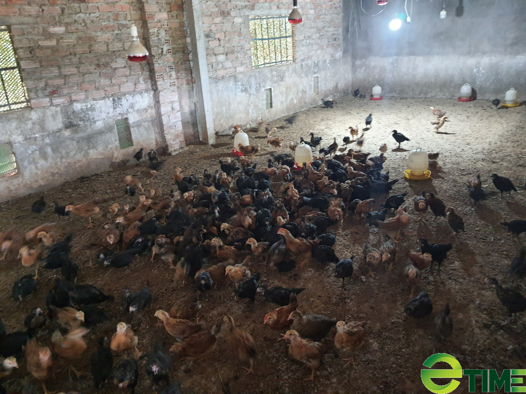 Đà Nẵng: Được vốn ưu đãi tiếp sức, lão nông thu tiền rủng rỉnh nhờ nuôi gà - Ảnh 2. Đà Nẵng: Được vốn ưu đãi tiếp sức, lão nông thu tiền rủng rỉnh nhờ nuôi gà - Ảnh 2.
