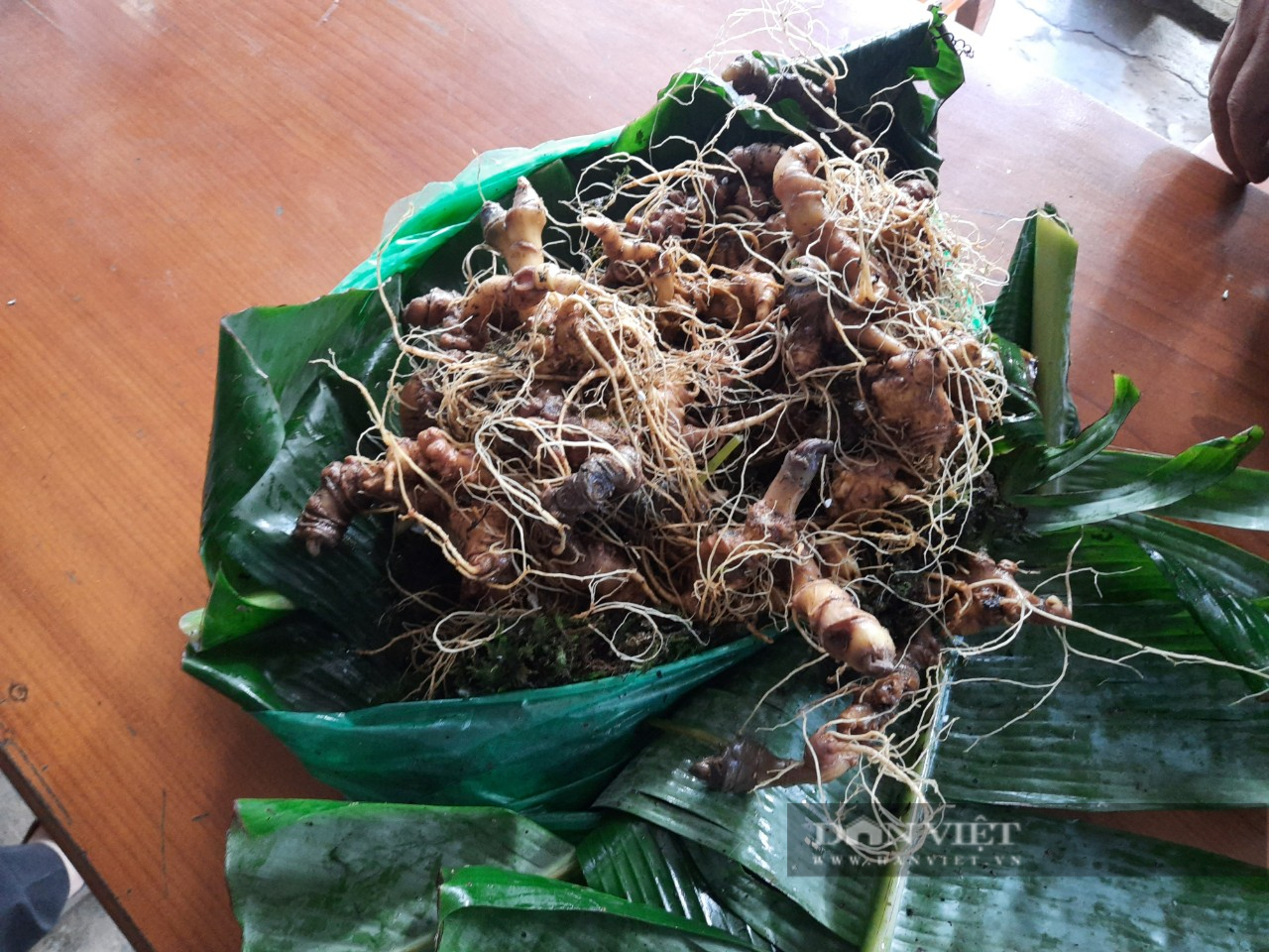Kon Tum: Bảo tồn, phát triển &quot;Quốc Bảo&quot; sâm Ngọc Linh gắn với phát triển du lịch  - Ảnh 3.