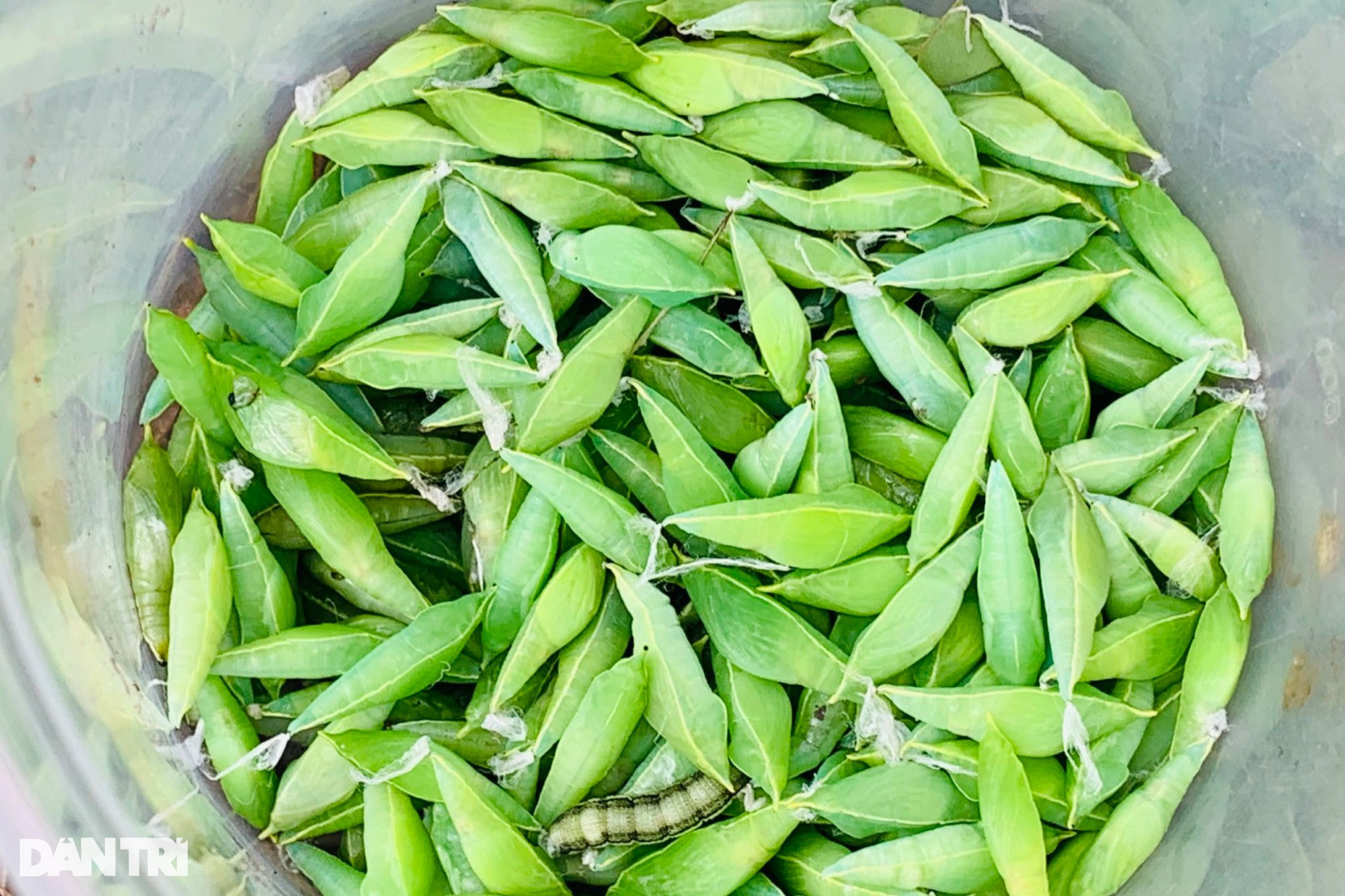 Lạ lùng đặc sản độc nhất ở Tây Nguyên, khách nhắm tít mắt mới dám thử - Ảnh 6.