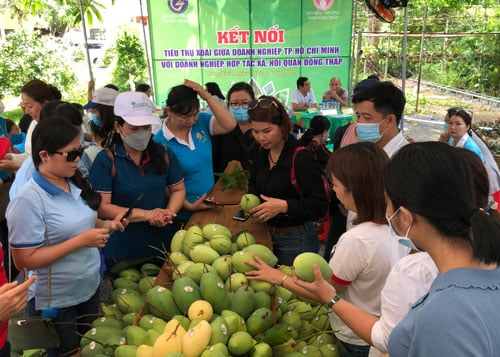 Thí điểm cho tiểu thương TP HCM mua hàng trực tiếp từ nhà vườn - Ảnh 1. Thí điểm cho tiểu thương TP HCM mua hàng trực tiếp từ nhà vườn - Ảnh 1.