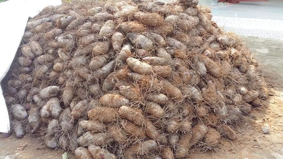 Trồng thứ cây tốt um, toàn lá với dây, cuối vụ đào lên chất chồng toàn là củ bự, nông dân Tiền Giang trúng lớn - Ảnh 1.