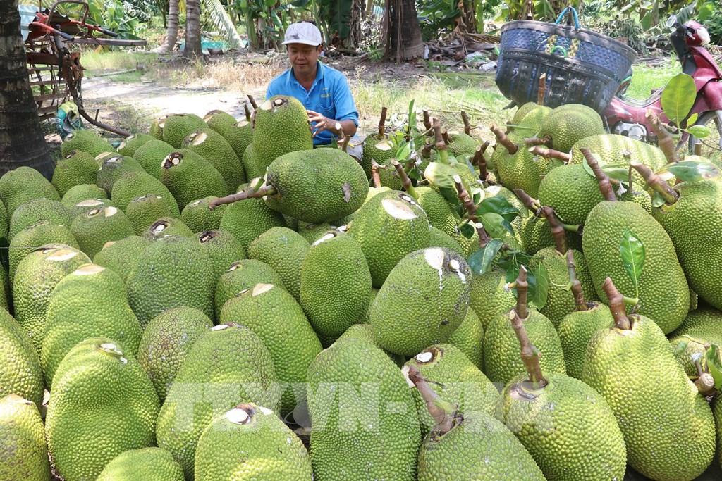Đồng Tháp: Xót xa cây mít Thái "hết thời", giá rớt thảm, bán trái mít nặng cả yến chỉ được 30.000 đồng - Ảnh 2. Đồng Tháp: Xót xa cây mít Thái "hết thời", giá rớt thảm, bán trái mít nặng cả yến chỉ được 30.000 đồng - Ảnh 2.
