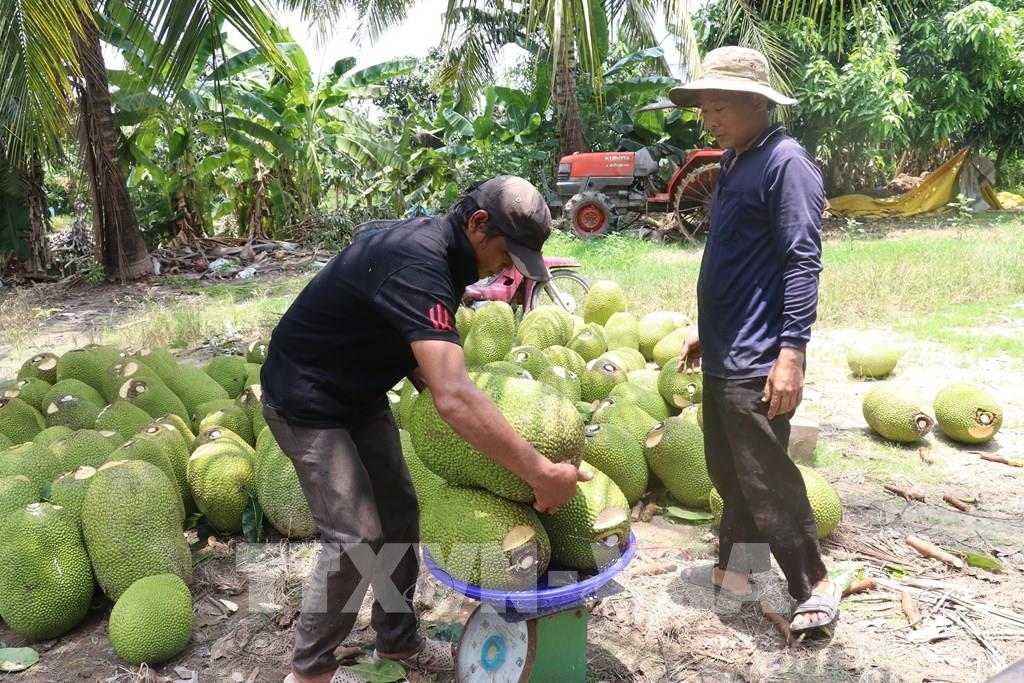 Đồng Tháp: Xót xa cây mít Thái "hết thời", giá rớt thảm, bán trái mít nặng cả yến chỉ được 30.000 đồng - Ảnh 1. Đồng Tháp: Xót xa cây mít Thái "hết thời", giá rớt thảm, bán trái mít nặng cả yến chỉ được 30.000 đồng - Ảnh 1.