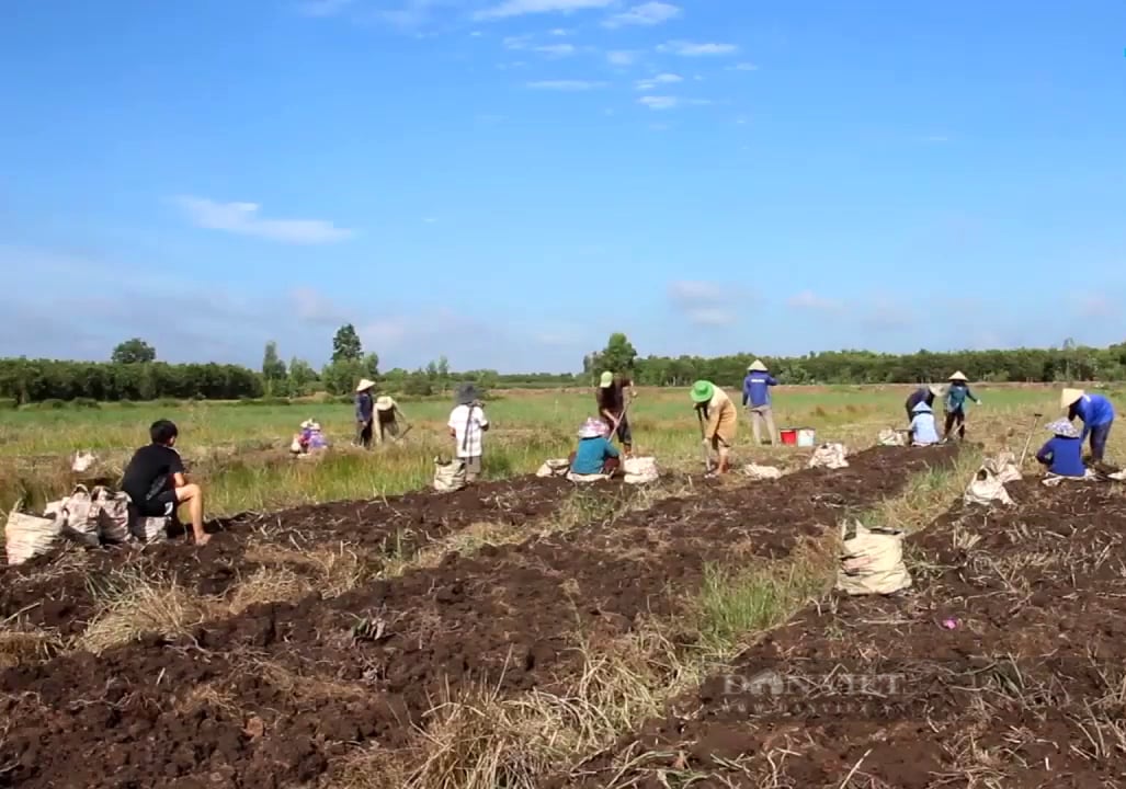 Nông dân trồng khoai mỡ trúng mùa, trúng giá - Ảnh 1.