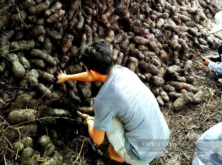 Nông dân trồng khoai mỡ trúng mùa, trúng giá - Ảnh 4.