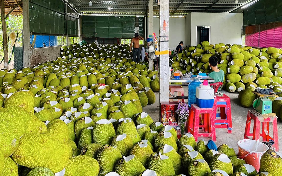 Giá mít Thái hôm nay 27/4: Mít kem lớn giảm giá, bán mít Thái cho ai lời hơn, bán cho vựa hay cho thương lái?