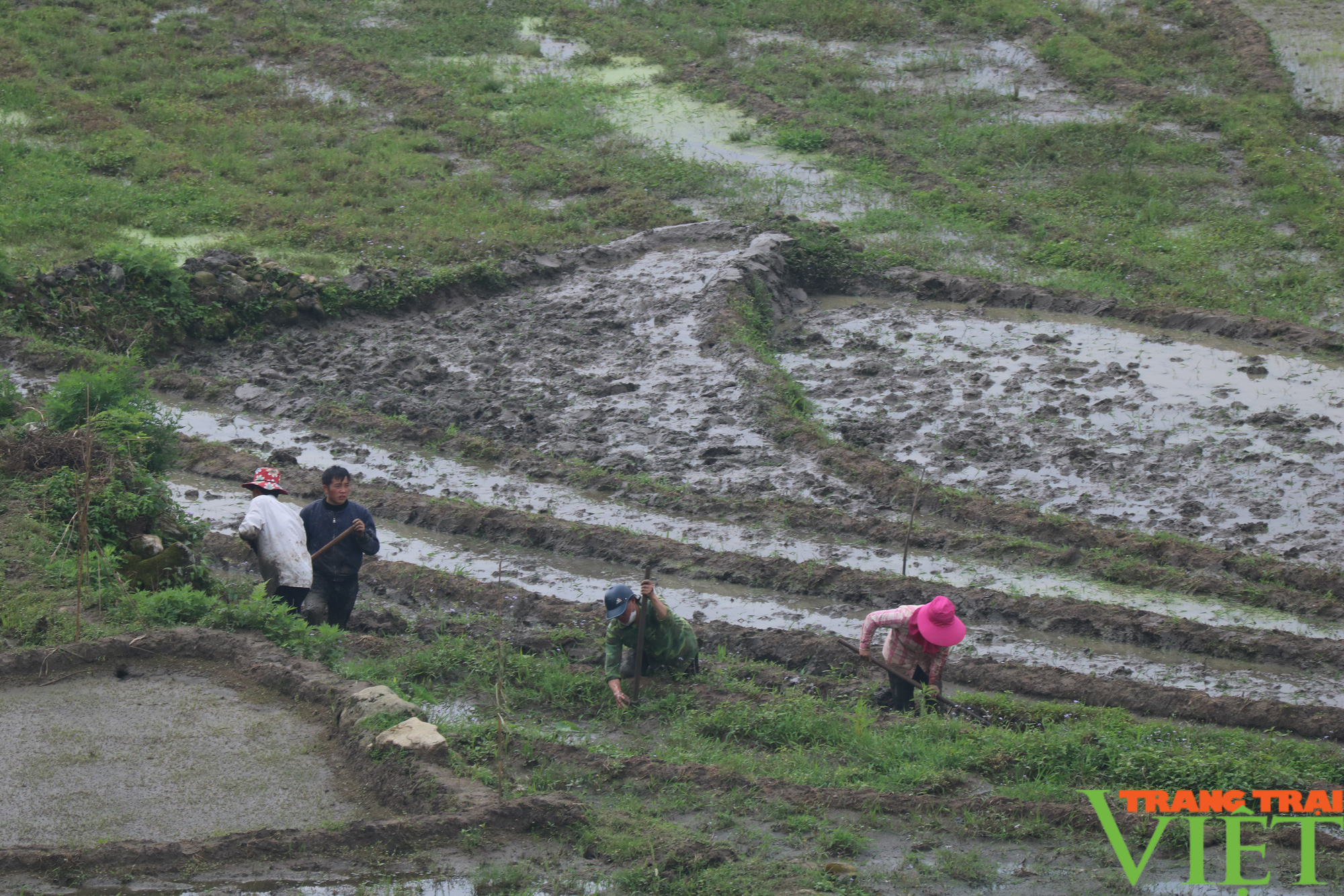 Nông dân Sa Pa chuẩn bị gieo cấy lúa mùa - Ảnh 2. Nông dân Sa Pa chuẩn bị gieo cấy lúa mùa - Ảnh 2.