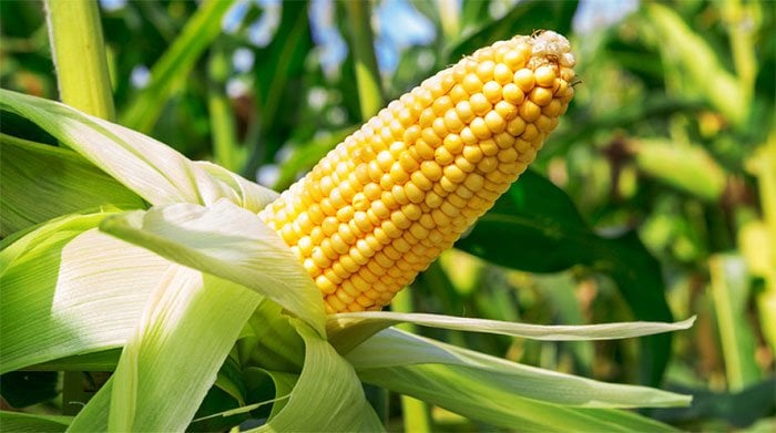Ngô đắt, nhập tấm Ấn Độ tăng vọt, Việt Nam hy vọng kìm giá thức ăn chăn nuôi - Ảnh 1. Ngô đắt, nhập tấm Ấn Độ tăng vọt, Việt Nam hy vọng kìm giá thức ăn chăn nuôi - Ảnh 1.