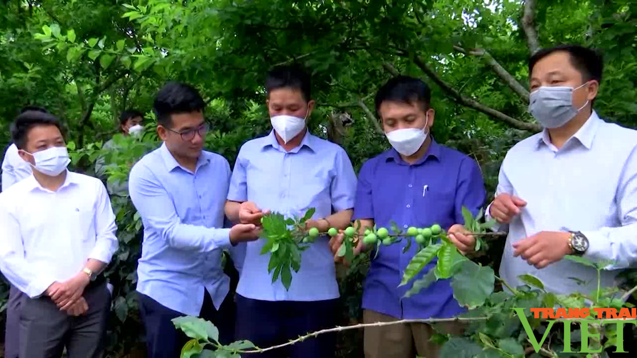 Nông thôn Tây Bắc: Chú trọng sản xuất nông nghiệp sạch, nông nghiệp hữu cơ - Ảnh 3. Nông thôn Tây Bắc: Chú trọng sản xuất nông nghiệp sạch, nông nghiệp hữu cơ - Ảnh 3.