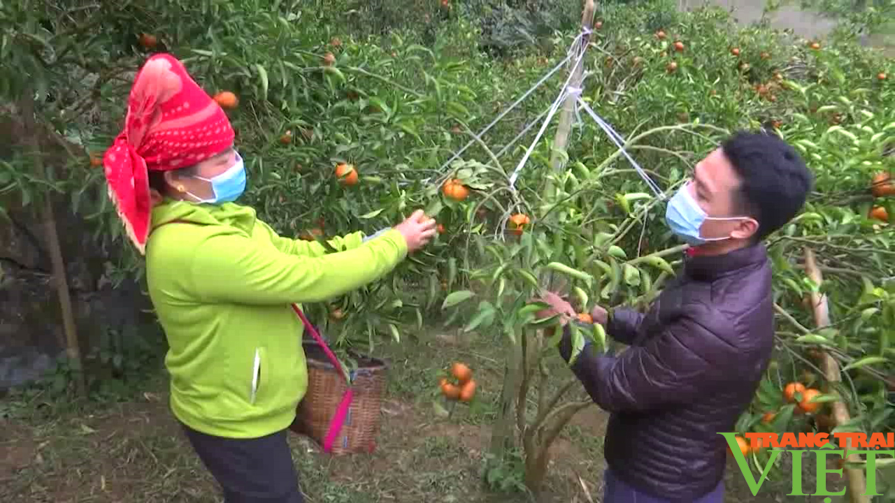 Nông thôn Tây Bắc: Chú trọng sản xuất nông nghiệp sạch, nông nghiệp hữu cơ - Ảnh 6. Nông thôn Tây Bắc: Chú trọng sản xuất nông nghiệp sạch, nông nghiệp hữu cơ - Ảnh 6.